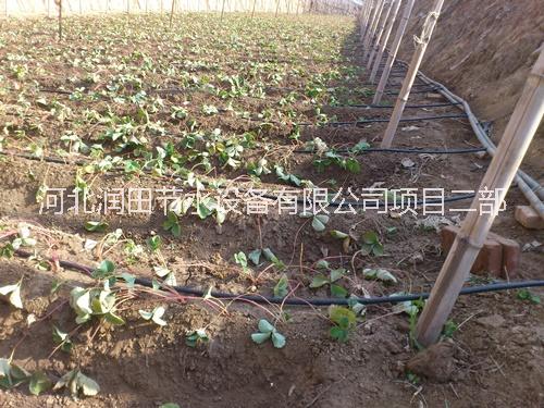 草莓灌溉圖片/草莓灌溉樣板圖 (4)