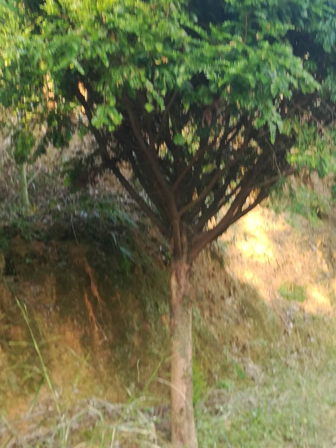 紅豆杉圖片/紅豆杉樣板圖 (3)