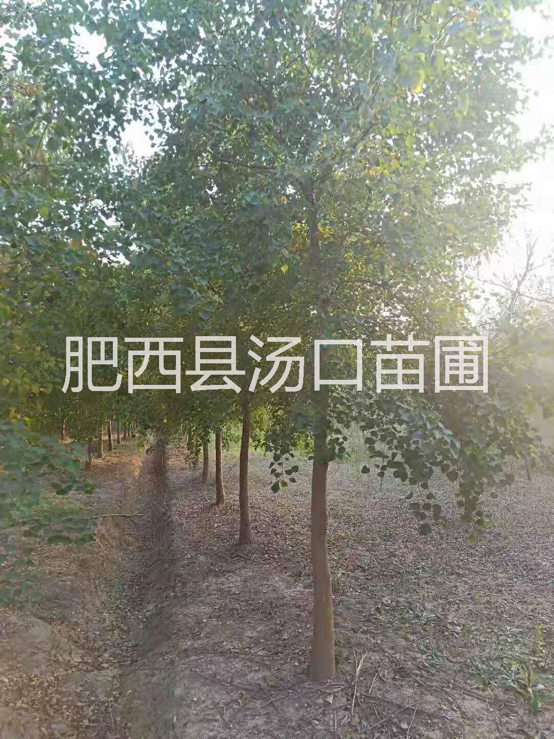 烏桕圖片/烏桕樣板圖 (1)