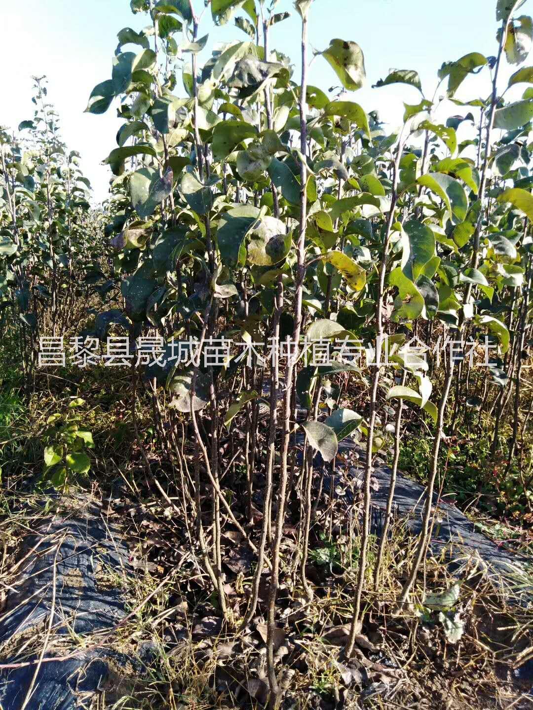 運城市玉露香梨樹苗批發(fā)價，運城市玉露香梨樹苗供應商，運城玉露香梨樹苗種植基地