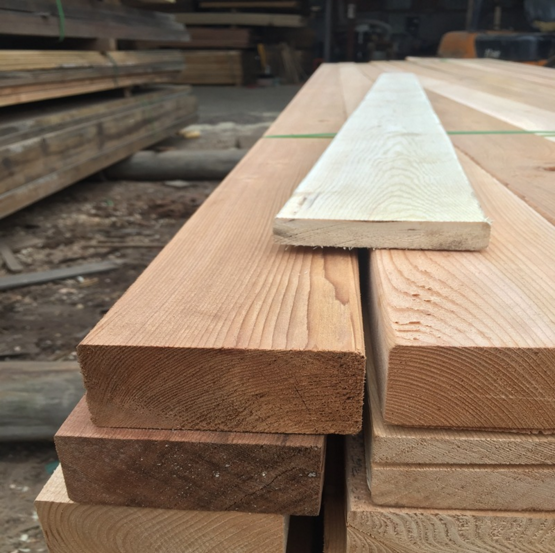 紅雪松圖片/紅雪松樣板圖 (3)