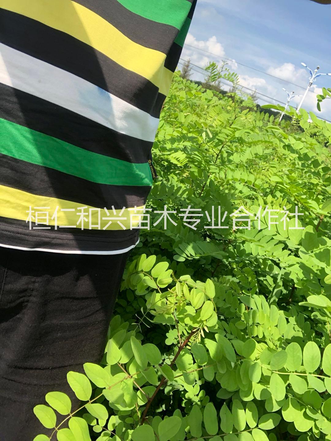 本溪市山西刺槐求购丛生水榆辽宁刺槐营养厂家山西刺槐求购丛生水榆辽宁刺槐营养陕西刺槐当年苗辽宁刺槐营养找桓仁和兴苗木刺槐基地