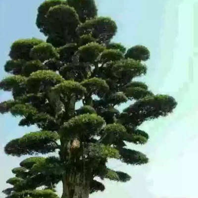 羅漢松圖片/羅漢松樣板圖 (2)