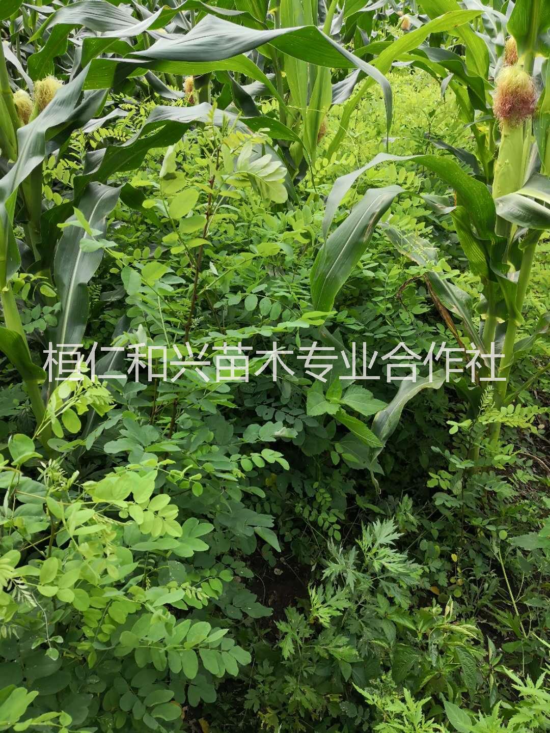 山西刺槐一年苗哪里買 遼寧桓仁和興苗木專業(yè)合作社供應(yīng)刺槐營養(yǎng)缽苗