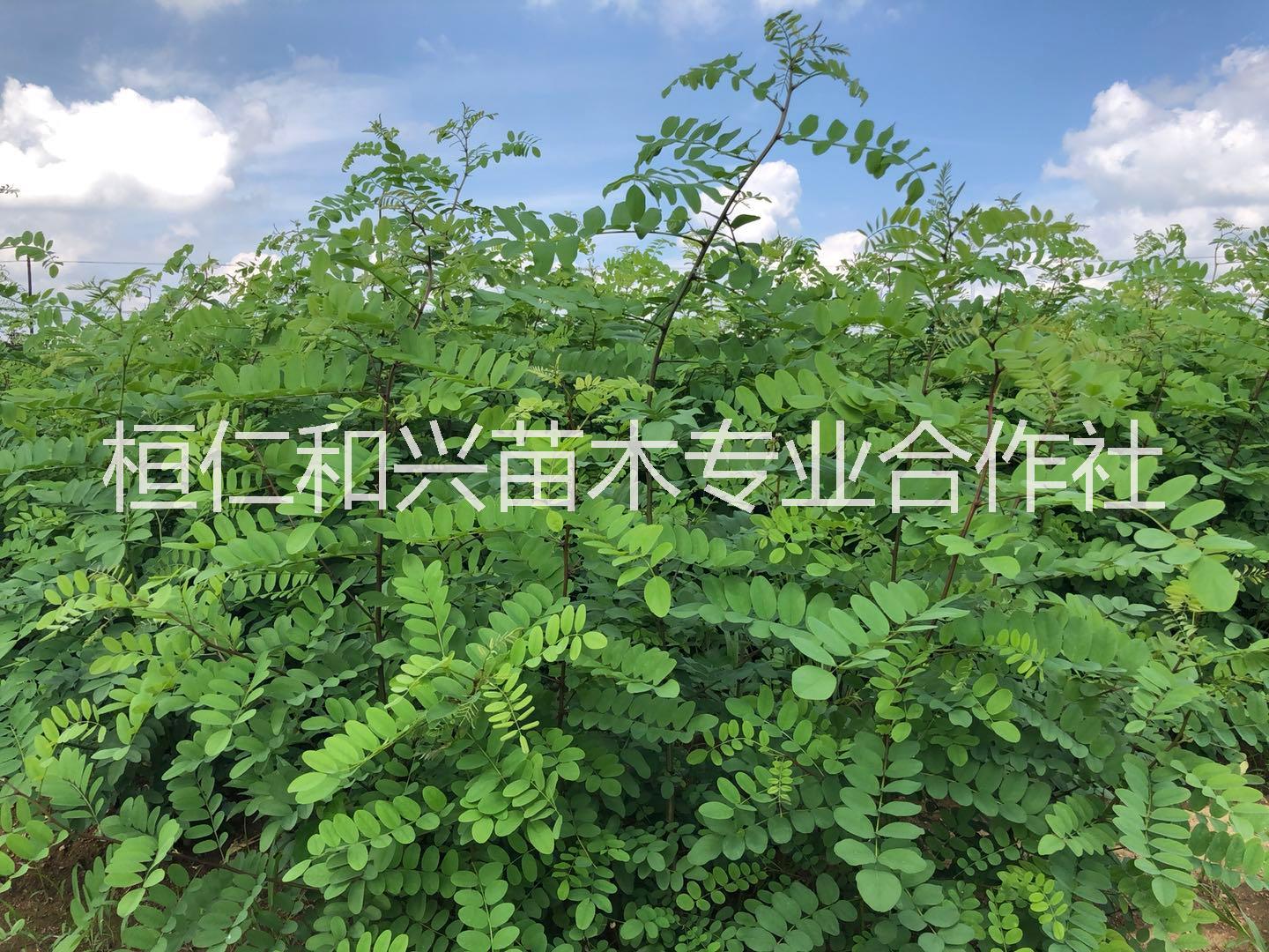 東北造型五角楓 遼寧叢生五角楓圖片/東北造型五角楓 遼寧叢生五角楓樣板圖 (4)
