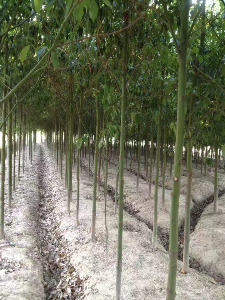 湖北香樟圖片/湖北香樟樣板圖 (3)