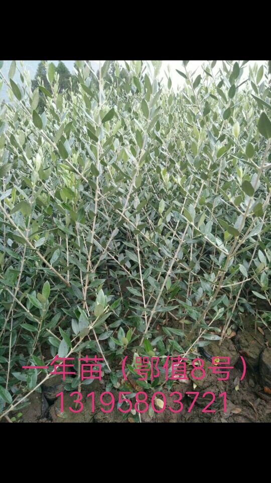 油橄欖圖片/油橄欖樣板圖 (4)