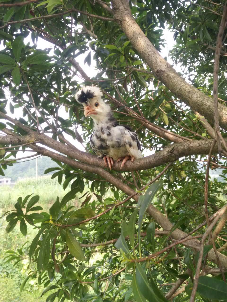 貴妃雞種苗圖片/貴妃雞種苗樣板圖 (2)