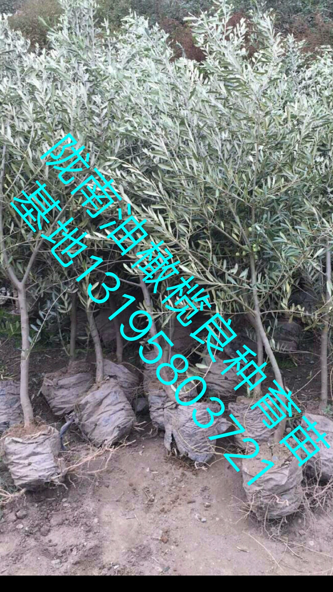 油橄欖圖片/油橄欖樣板圖 (2)