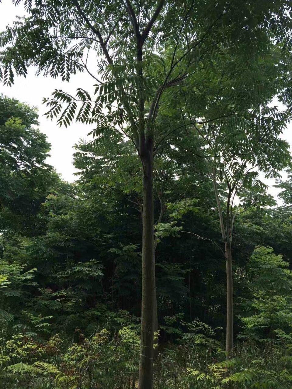 荊州6-16公分欒樹