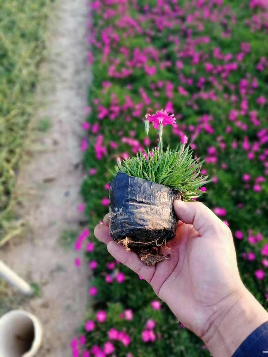 歐石竹基地歐石竹出售歐石竹供應(yīng)圖片/歐石竹基地歐石竹出售歐石竹供應(yīng)樣板圖 (2)