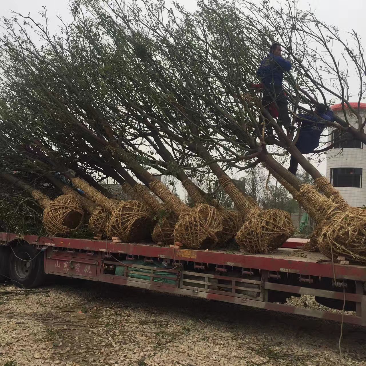 荆州市荆州区茂林苗木种植专业合作社-销售部