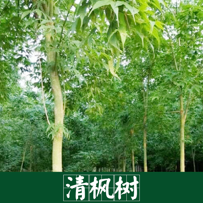 楓樹圖片/楓樹樣板圖 (3)