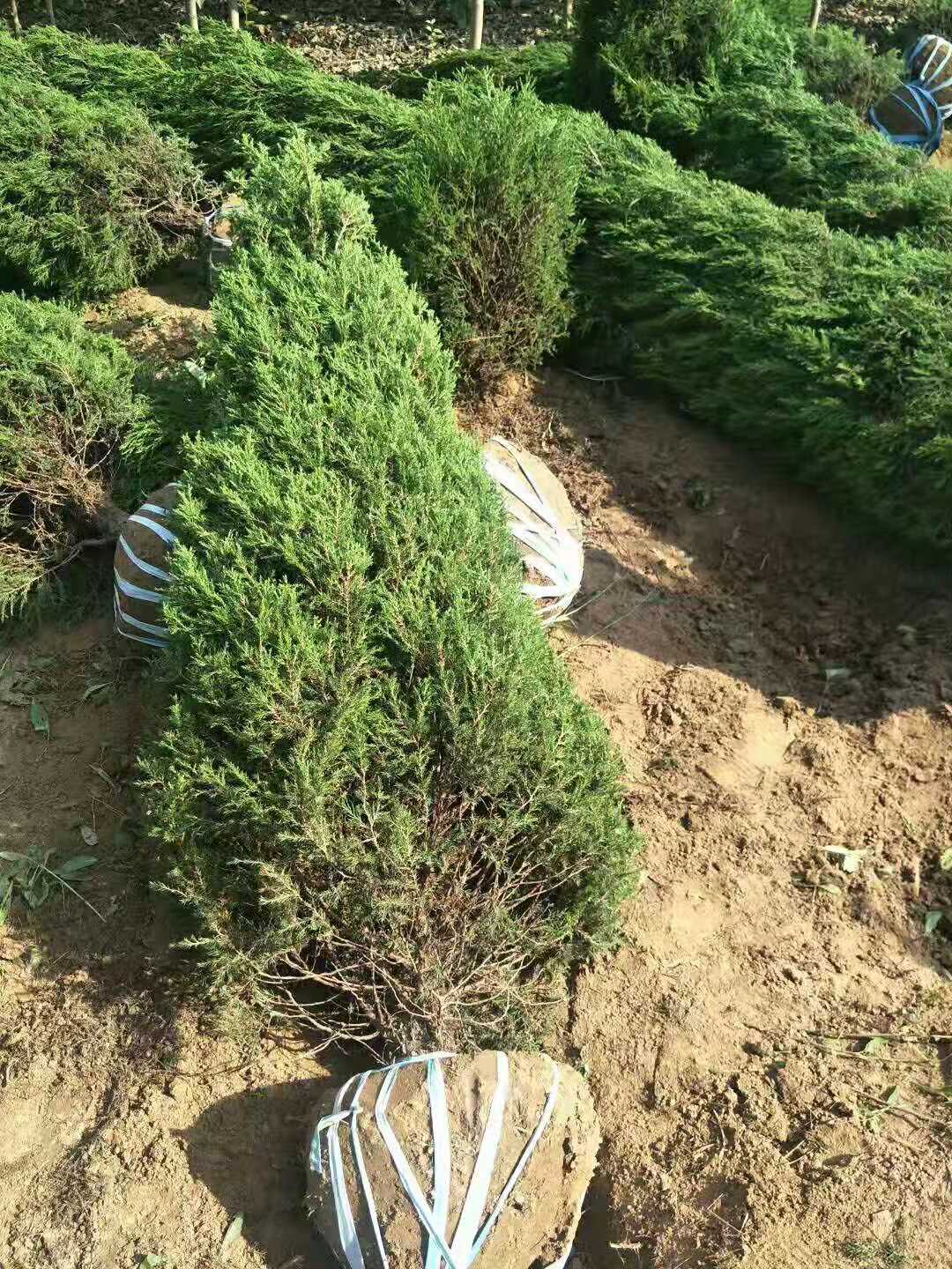 塔柏圖片/塔柏樣板圖 (2)