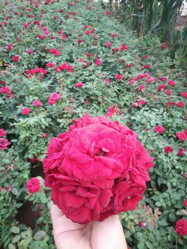 直銷玫瑰、 月季、玫瑰批發(fā)、四季玫瑰價(jià)格、四季玫瑰行情、玫瑰廠家、四季玫瑰供應(yīng)廠家、西安哪家苗圃有四季玫瑰批發(fā)