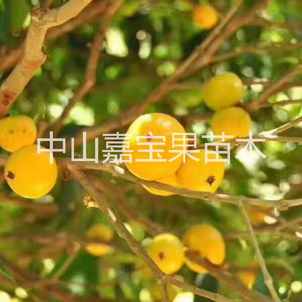 肯布卡嘉寶果 肯布卡