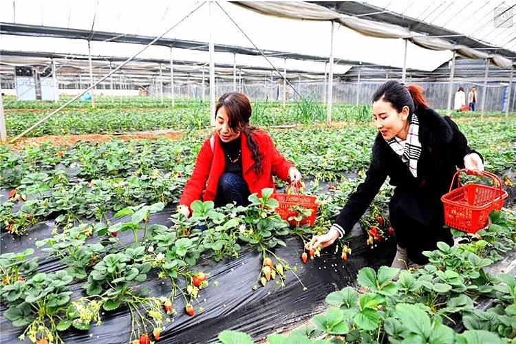 草莓采摘園圖片/草莓采摘園樣板圖 (4)