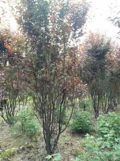 紅葉李圖片/紅葉李樣板圖 (2)