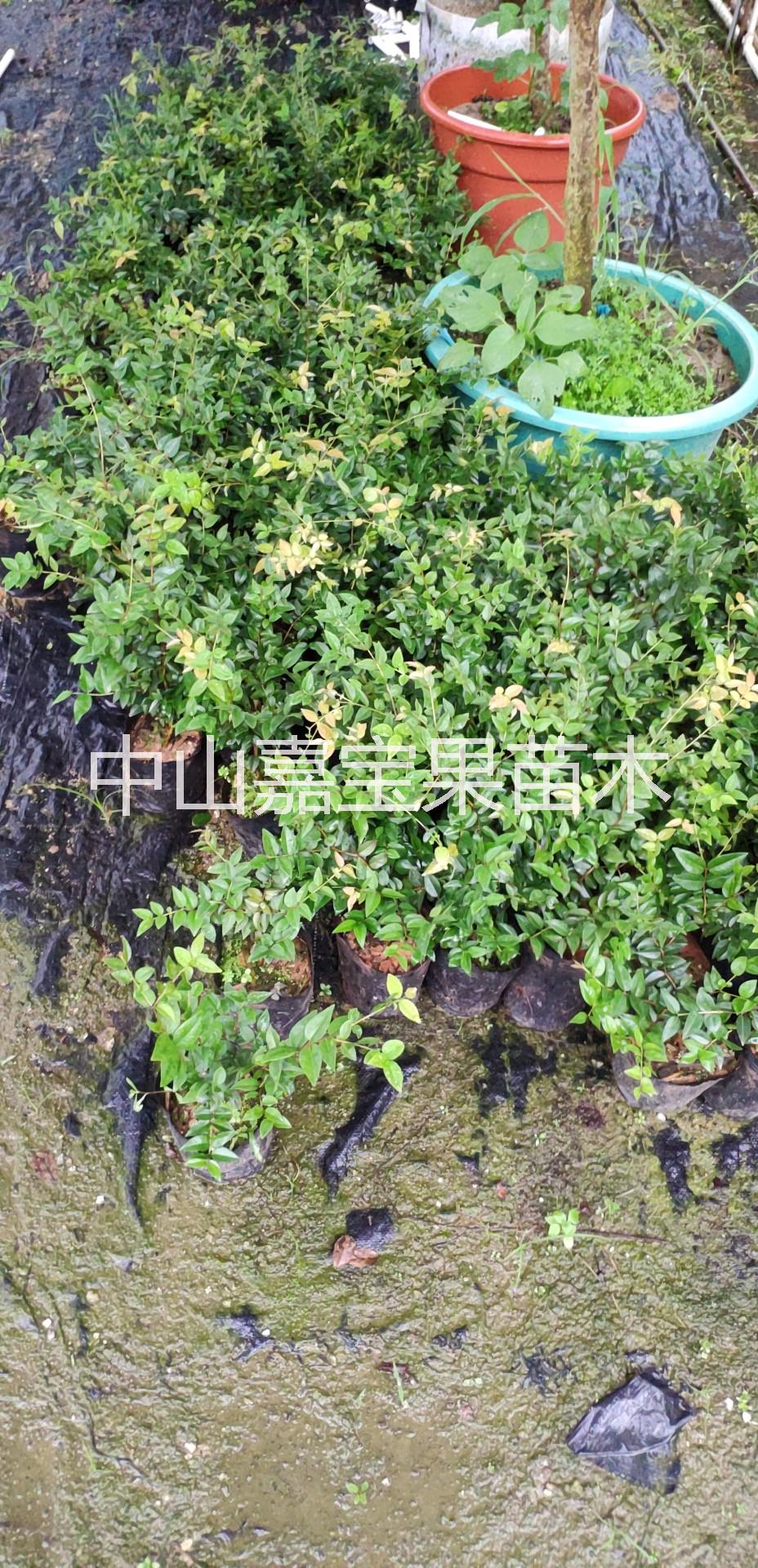 嘉寶果樹(shù)苗，廣東嘉寶果苗供應(yīng)商、沙巴嘉寶果苗哪里有賣(mài)，樹(shù)葡萄種植技術(shù)培訓(xùn)