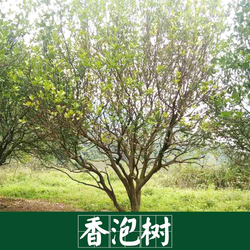 香泡樹(shù)圖片/香泡樹(shù)樣板圖 (3)