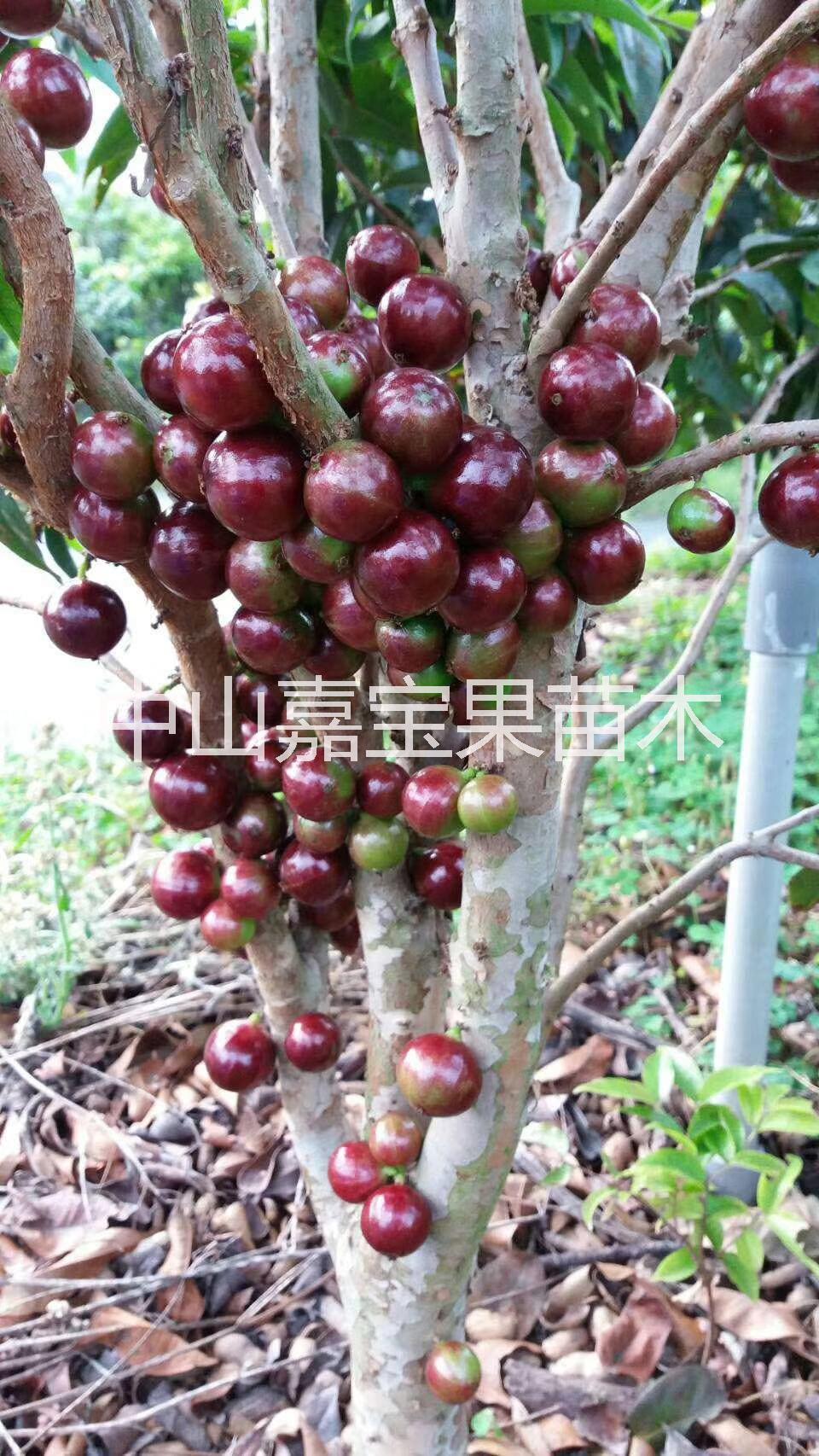 艾斯卡嘉寶果 艾斯卡