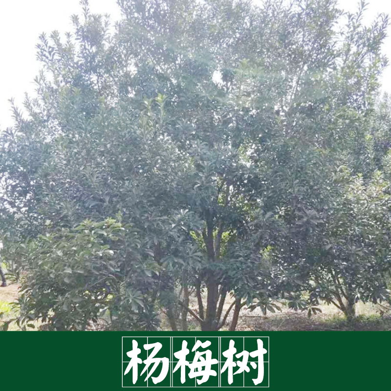 楊梅樹圖片/楊梅樹樣板圖 (4)
