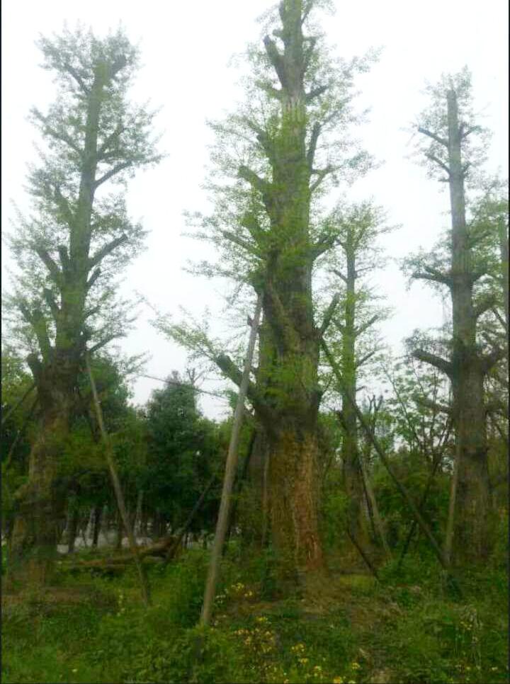 銀杏茶圖片/銀杏茶樣板圖 (3)