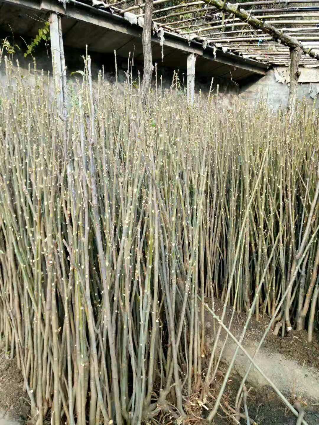 香椿苗圖片/香椿苗樣板圖 (1)