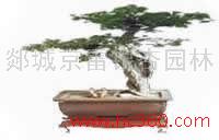 銀杏盆景圖片/銀杏盆景樣板圖 (3)