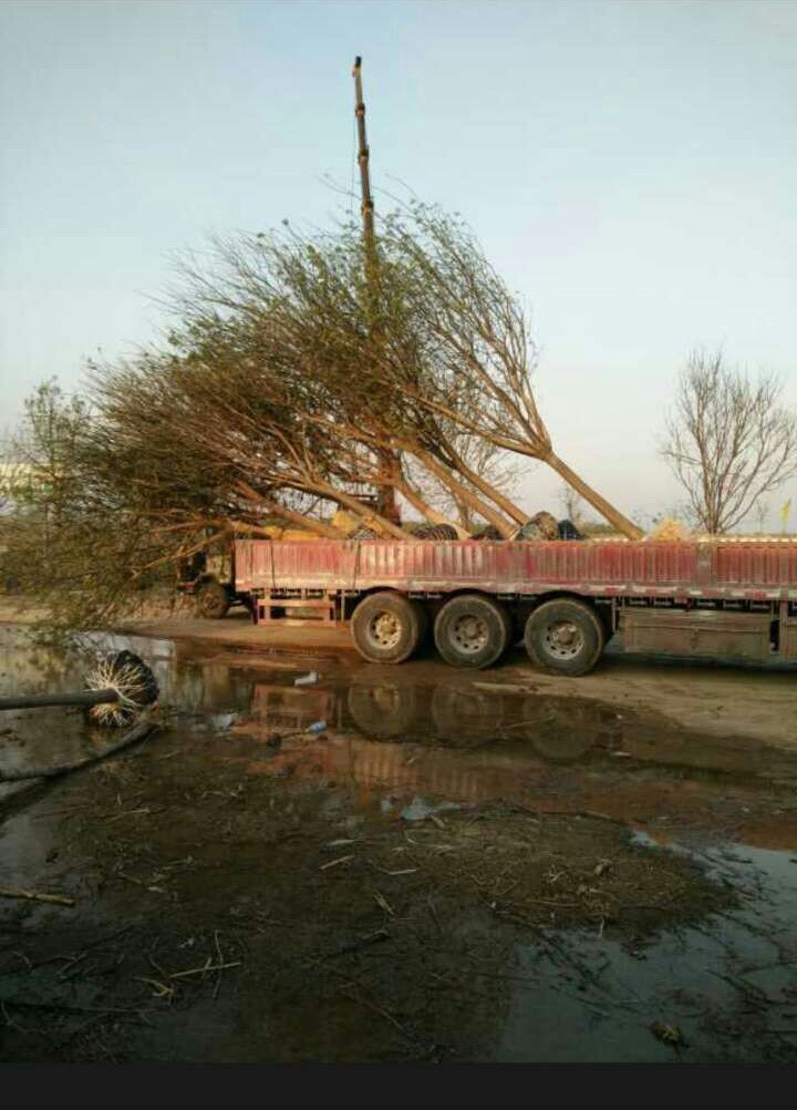 國槐圖片/國槐樣板圖 (4)