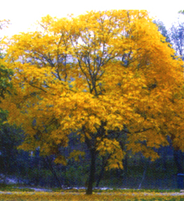 無患子圖片/無患子樣板圖 (4)