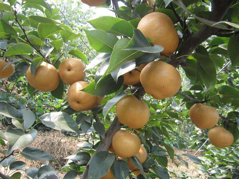 秋月梨苗，稀世紅梨苗，圓黃梨苗，皇冠梨苗，晚秋黃梨苗