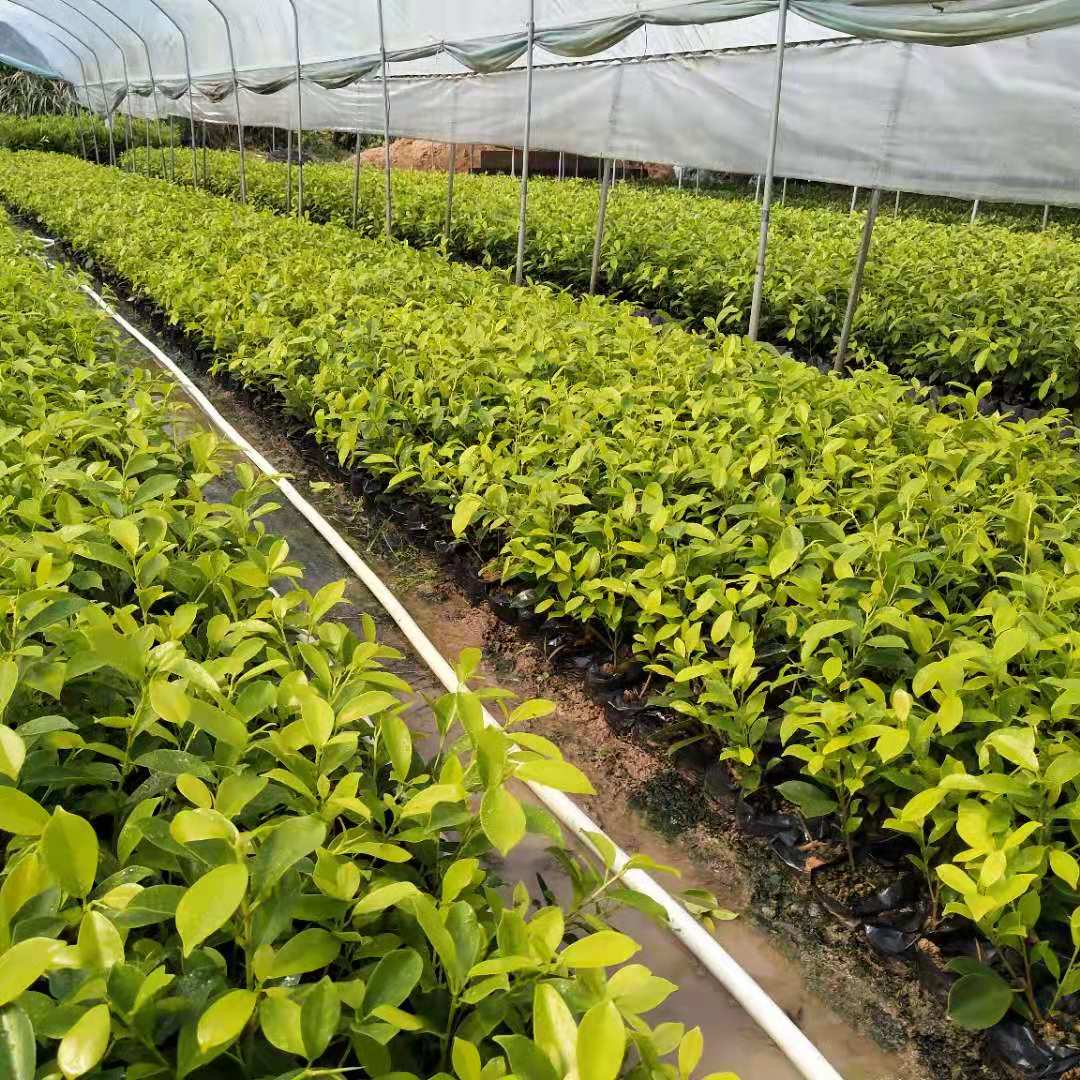 黃金榕 黃榕地被苗木圖片/黃金榕 黃榕地被苗木樣板圖 (4)