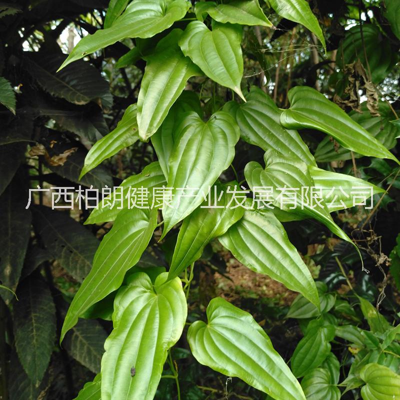 苗種植圖片/苗種植樣板圖 (3)