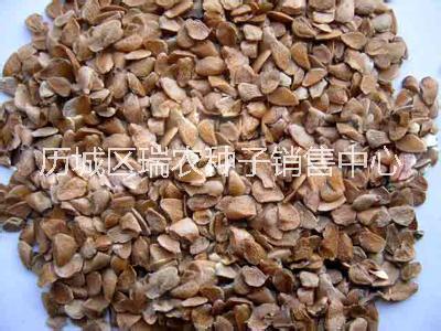 芽苗菜種子圖片/芽苗菜種子樣板圖 (2)