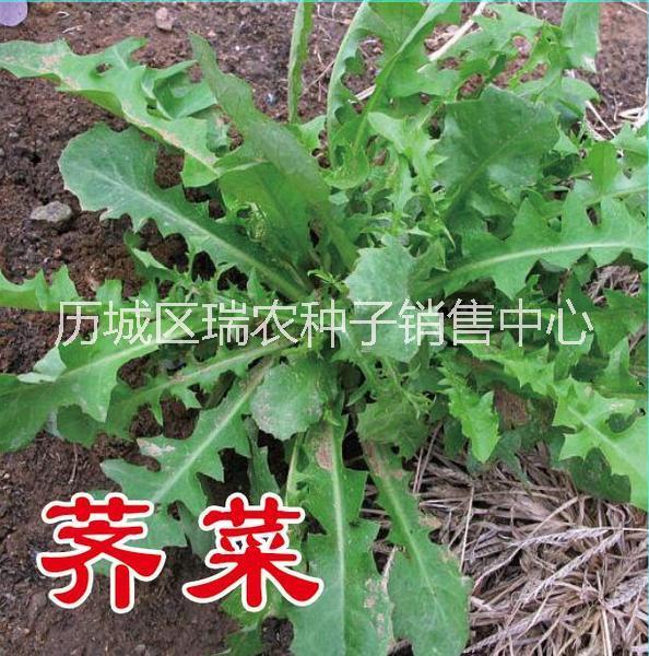 菜種子圖片/菜種子樣板圖 (2)