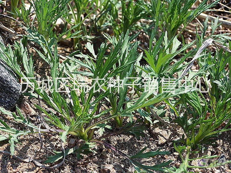 柳蒿種苗蔬菜種子銷售