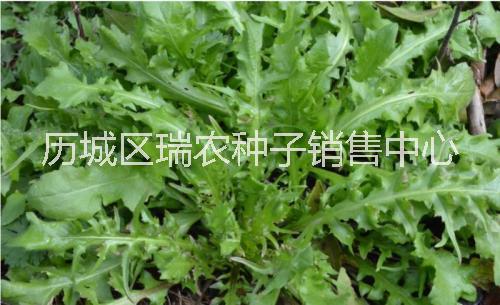 优质野菜种子济南批发 大叶荠菜种图片