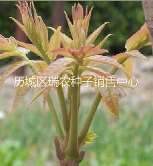 芽苗菜種子圖片/芽苗菜種子樣板圖 (1)