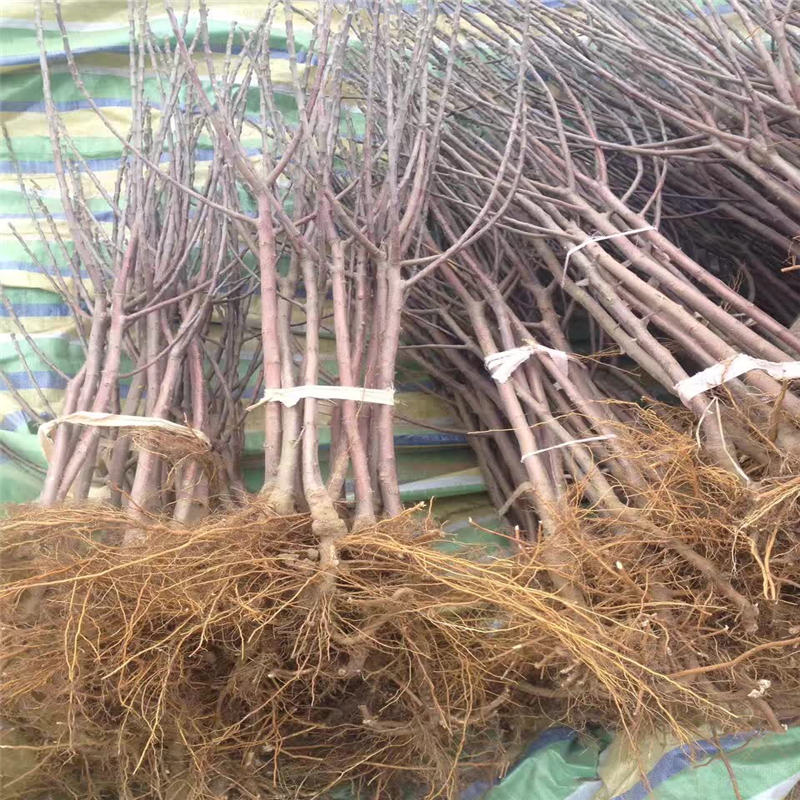 櫻桃苗圖片/櫻桃苗樣板圖 (2)