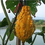 觀賞南瓜種子 青春痘玩具南瓜種子