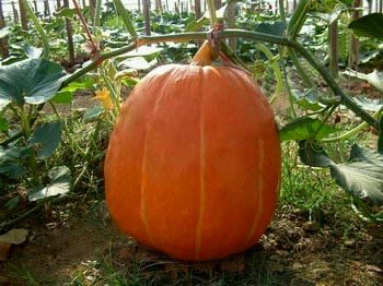 大南瓜種子 大南瓜種子南瓜種子