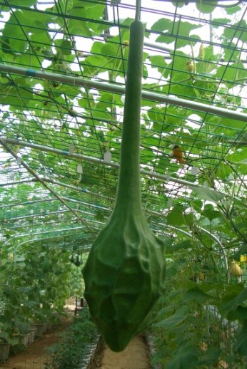 葫蘆種子圖片/葫蘆種子樣板圖 (2)