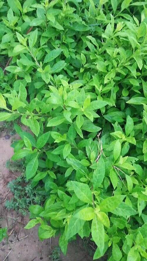 降壓神菜-長命菜富貴菜種苗銷售
