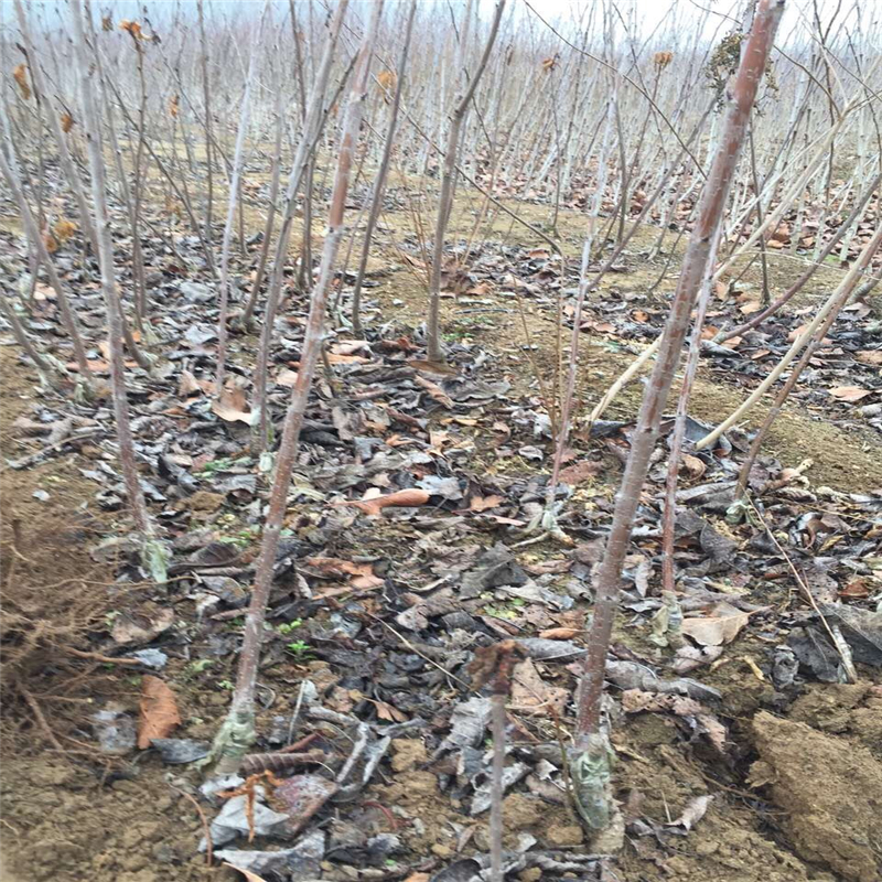 美早櫻桃苗圖片/美早櫻桃苗樣板圖 (4)