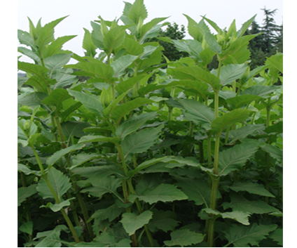 串葉松香草種子圖片/串葉松香草種子樣板圖 (2)