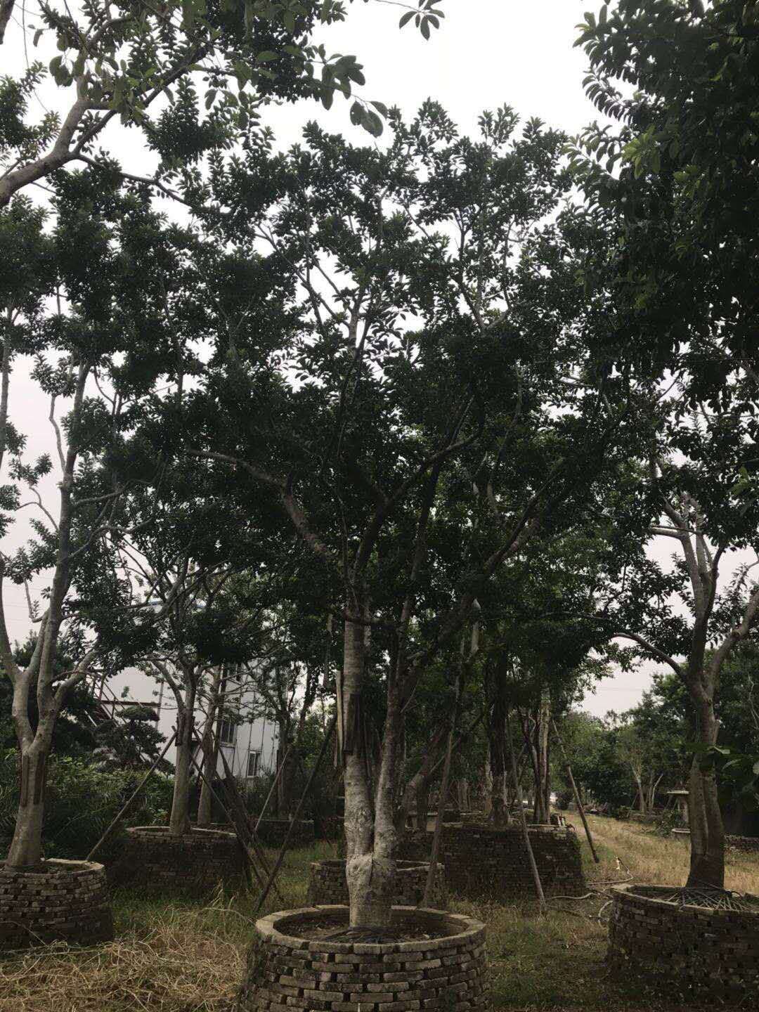 鐵冬青圖片/鐵冬青樣板圖 (1)