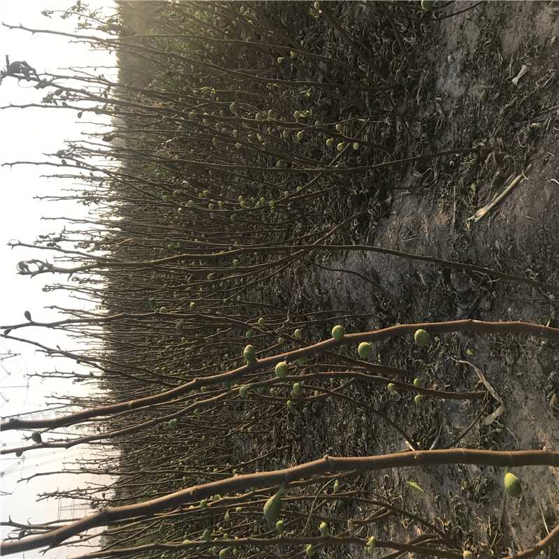 花果苗圖片/花果苗樣板圖 (1)