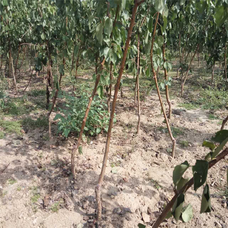 杏樹(shù)苗圖片