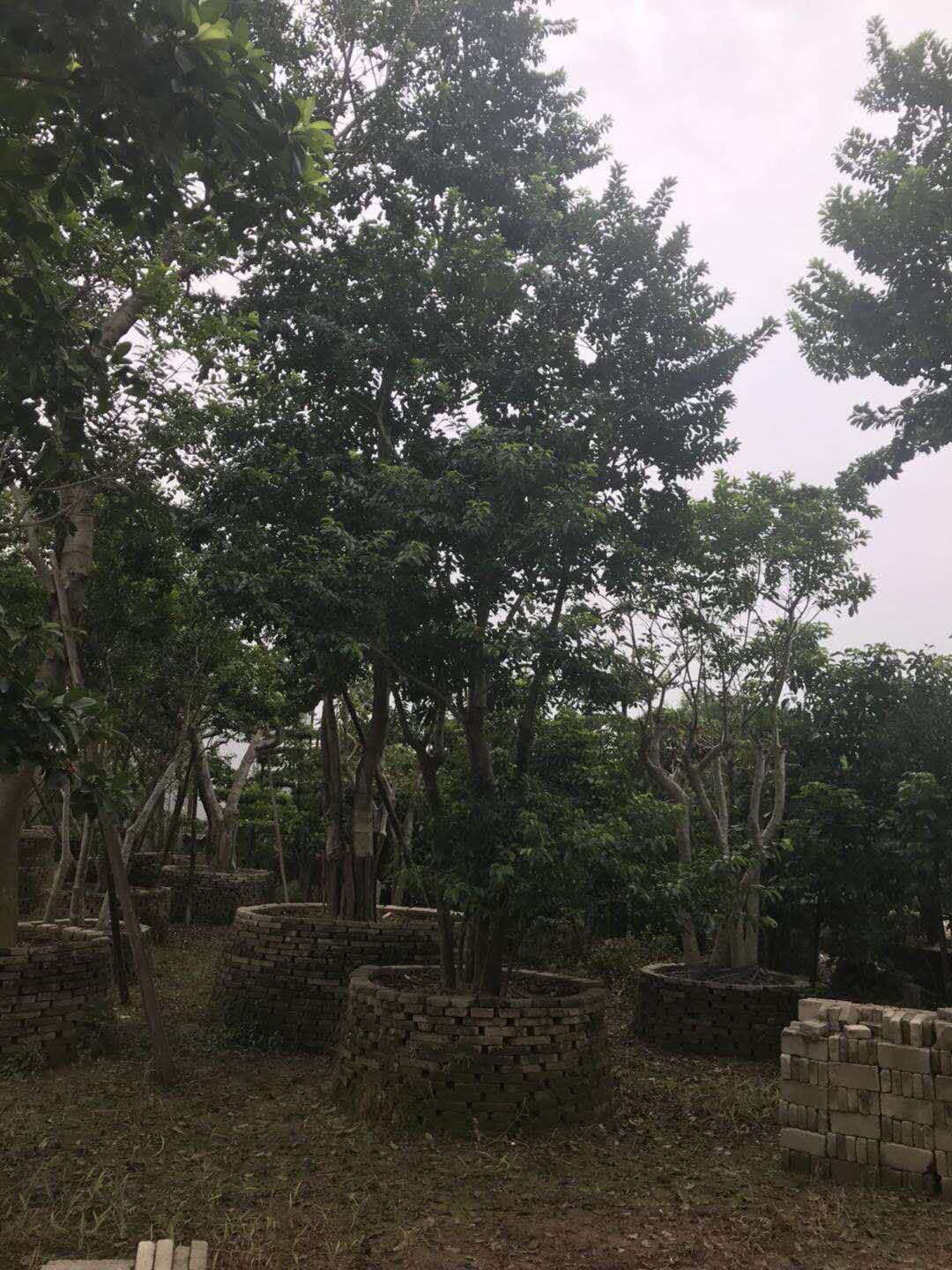 鐵冬青圖片/鐵冬青樣板圖 (4)